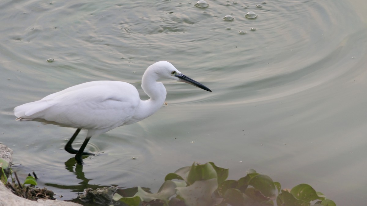 Little Egret - ML628522899