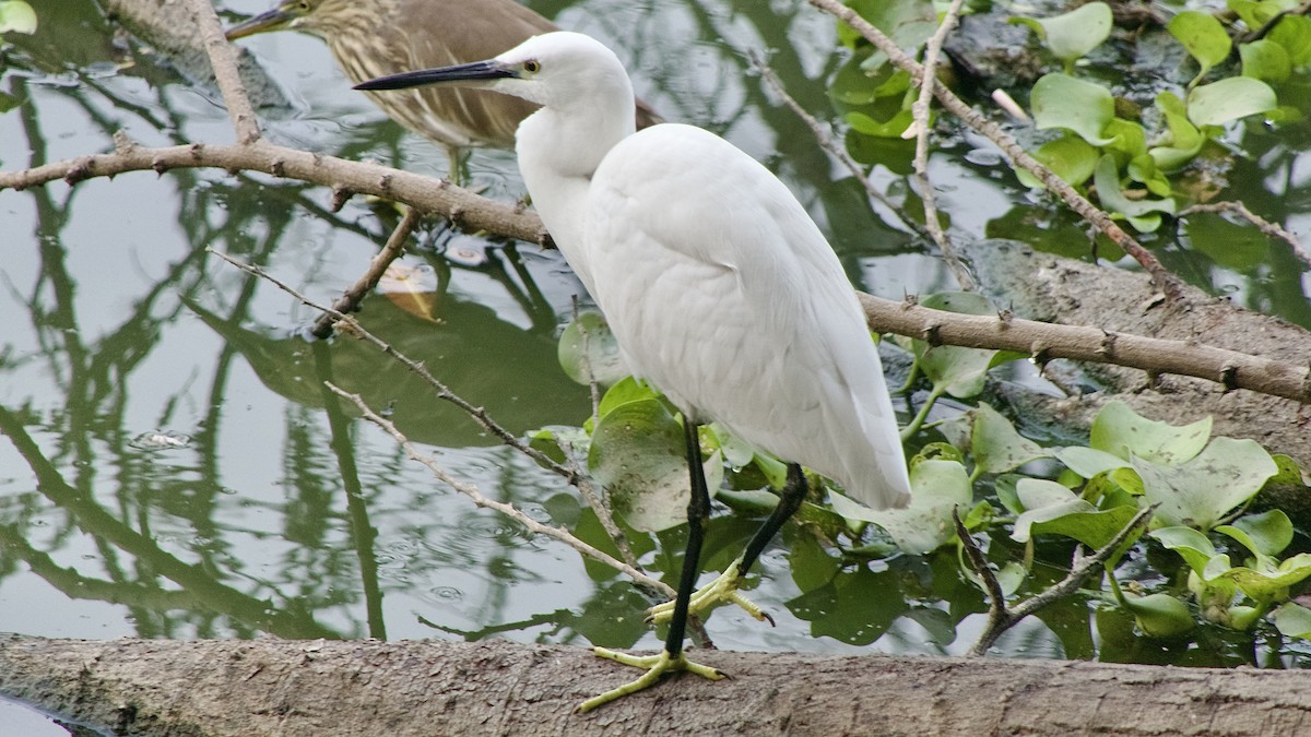 Little Egret - ML628522900