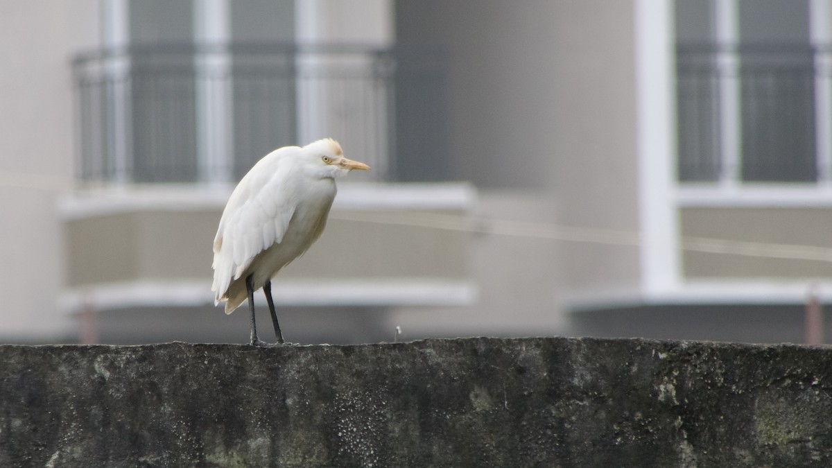 Eastern Cattle-Egret - ML628522902