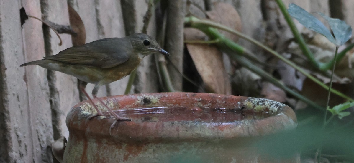 Indian Blue Robin - ML628522912