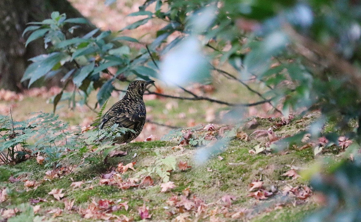 White's Thrush - ML628522929
