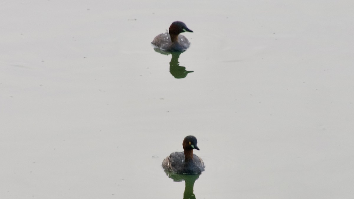 Little Grebe - ML628523027