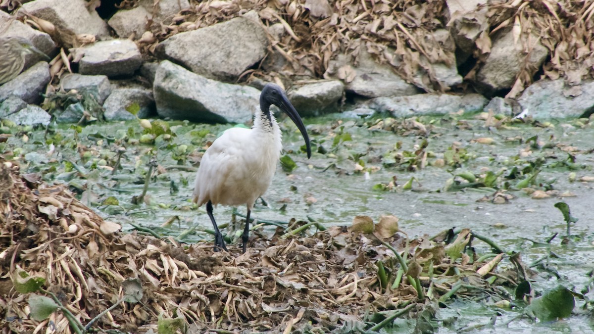 Black-headed Ibis - ML628523031