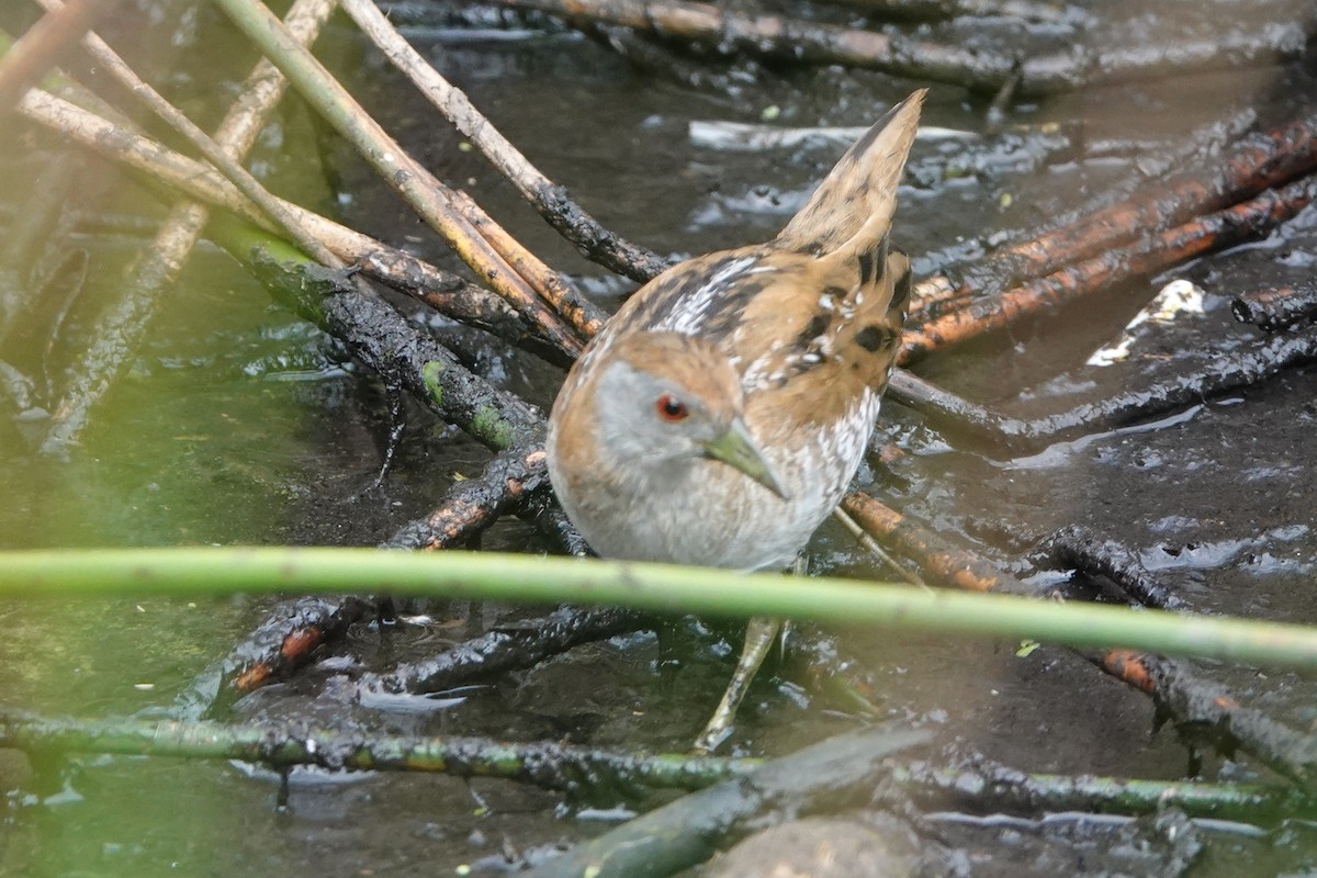 Baillon's Crake - ML628523216