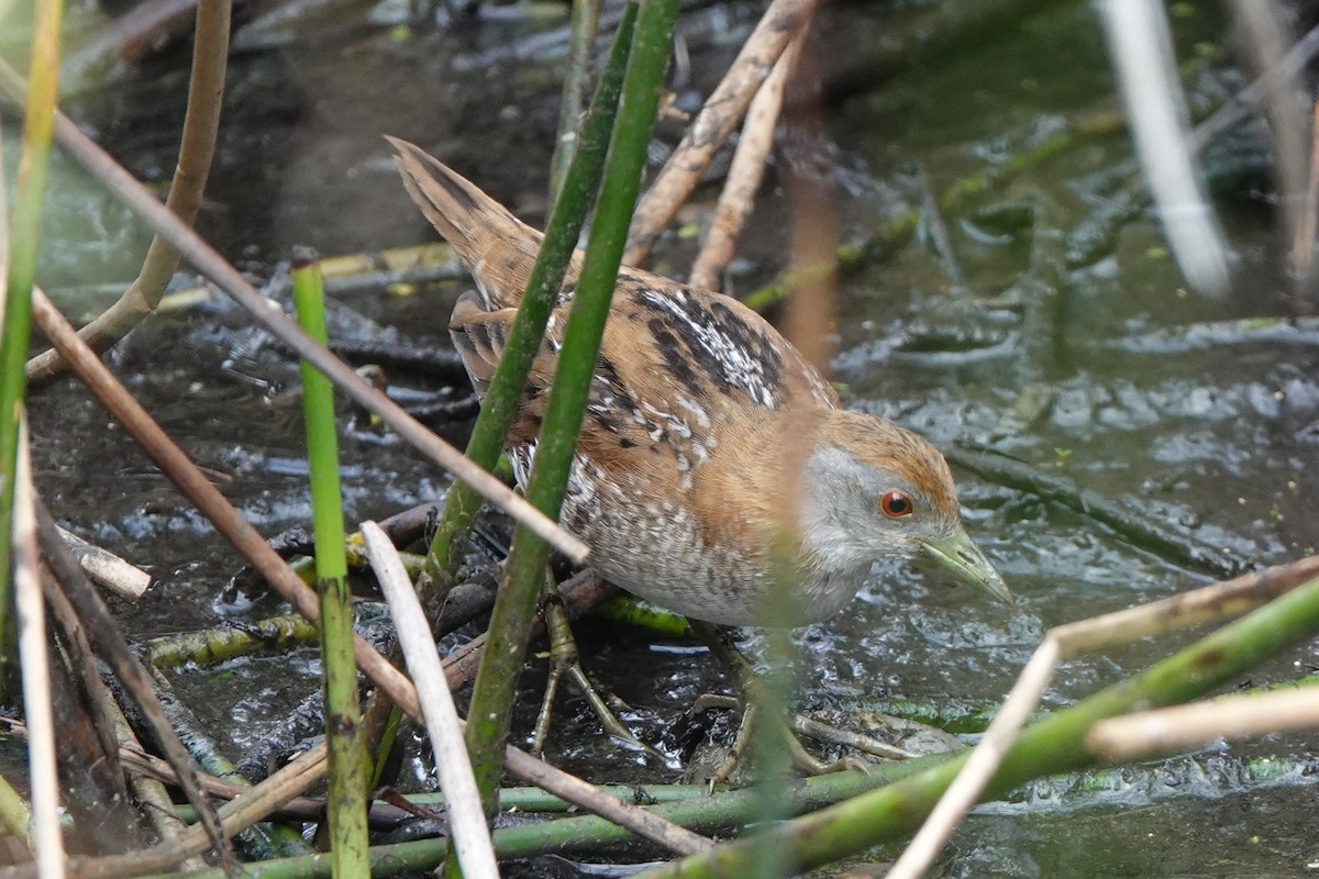 Baillon's Crake - ML628523220