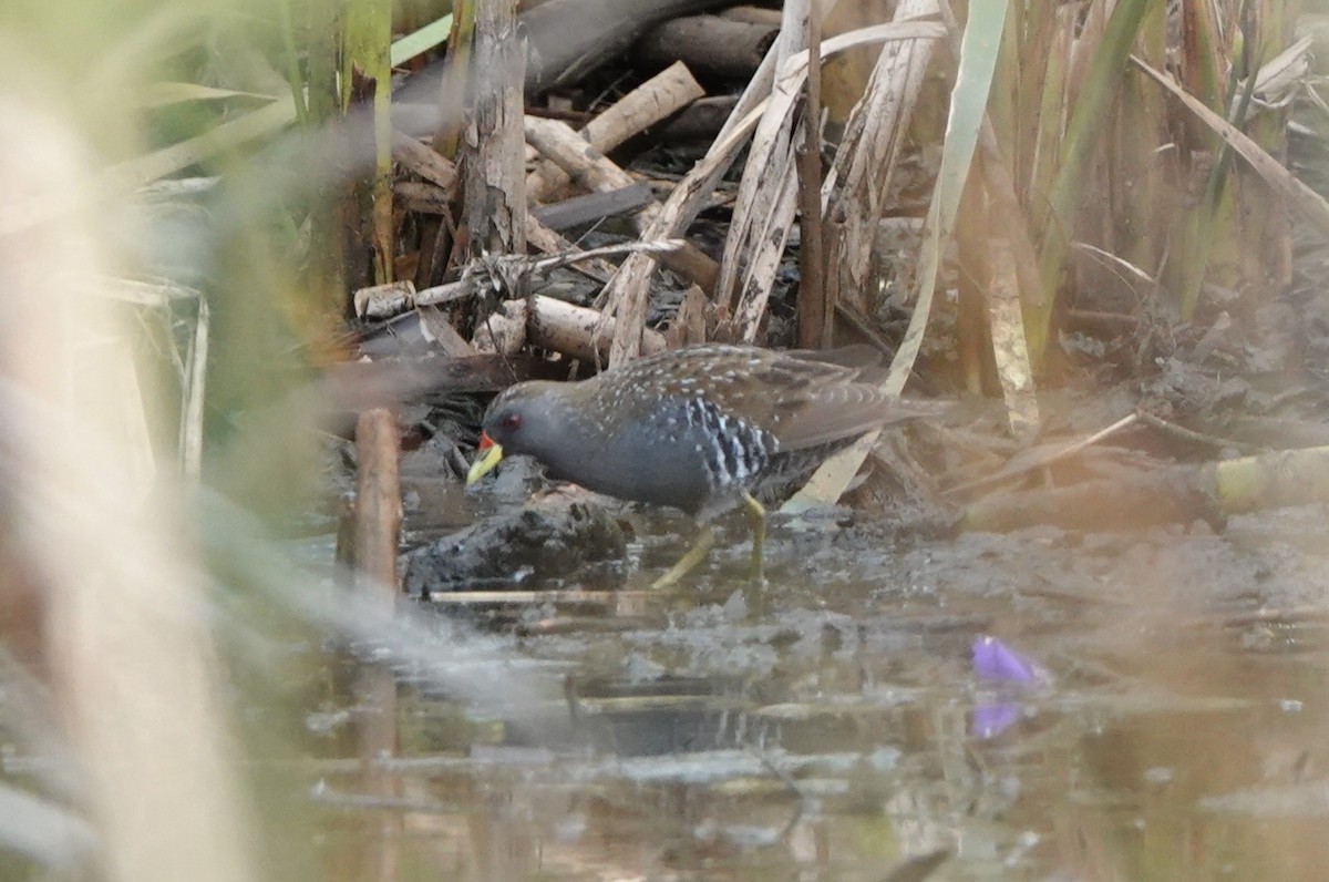 Australian Crake - ML628523221