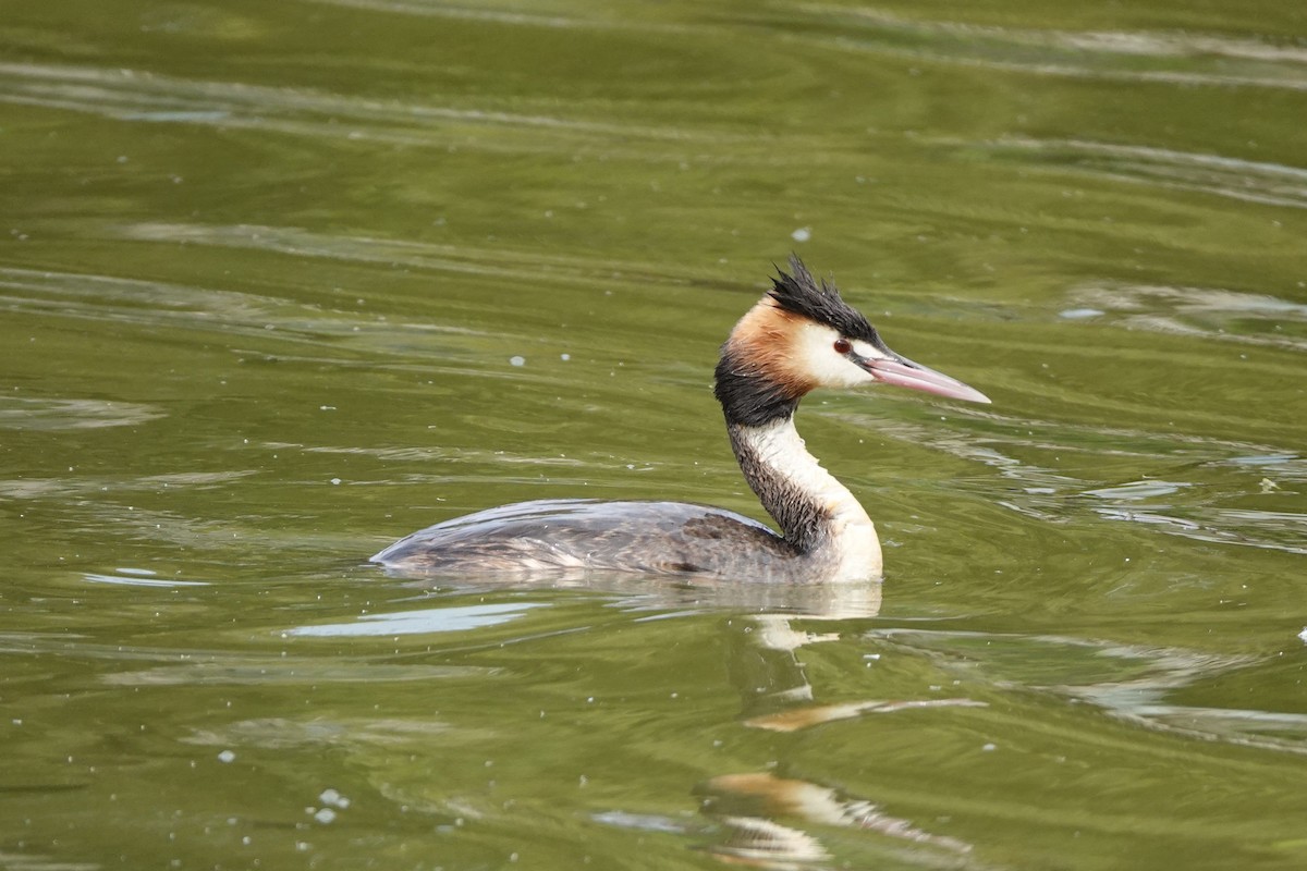 Great Crested Grebe - ML628523224