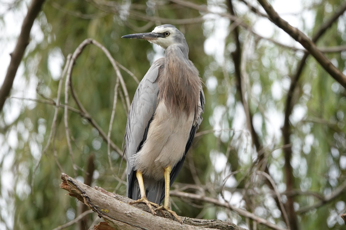 White-faced Heron - ML628523226