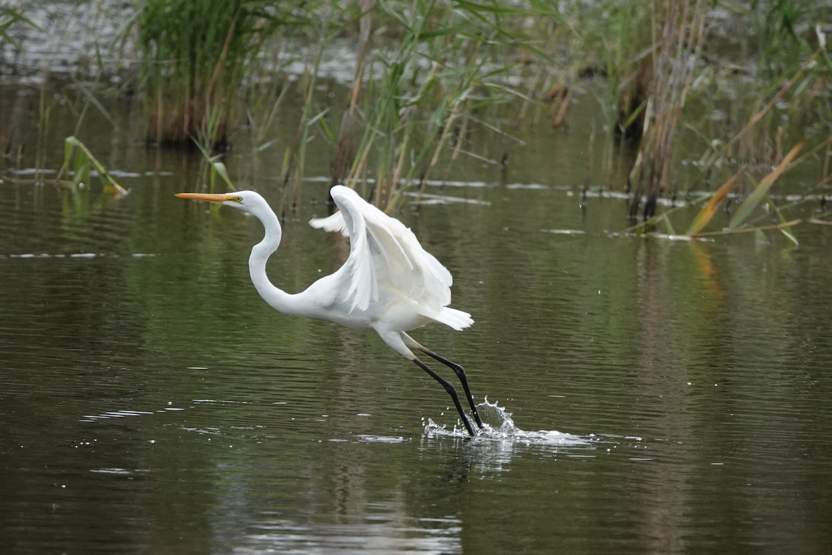 Great Egret - ML628523227