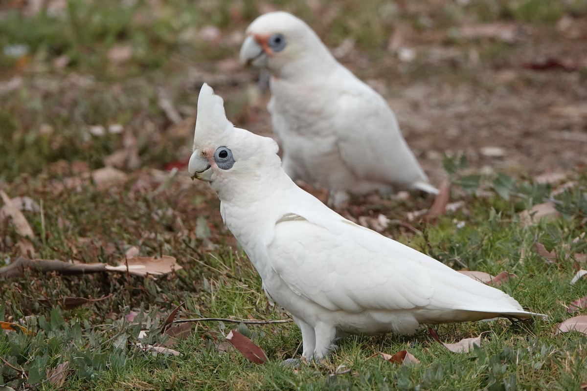 Little Corella - ML628523228