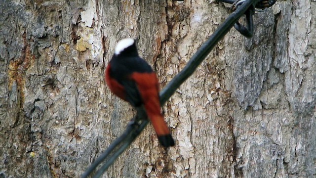 Халзан гал сүүлт - ML628523379