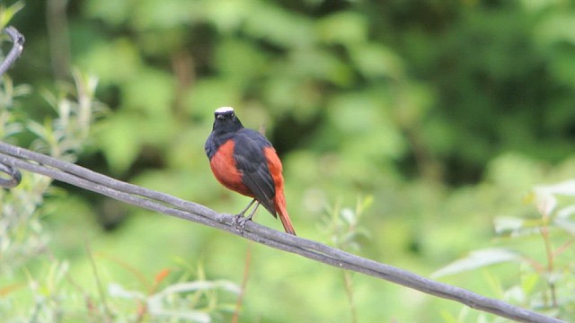 Халзан гал сүүлт - ML628523380