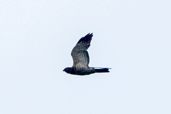 krahujec čínský - ML628523468