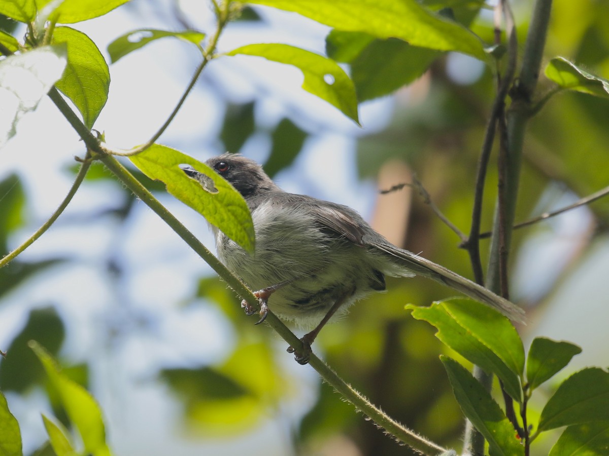 Black-headed Apalis - ML628523520