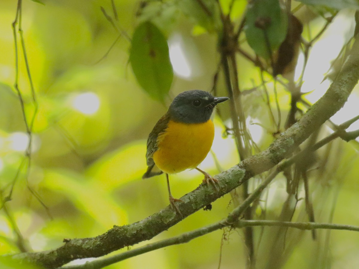 White-starred Robin - ML628523522