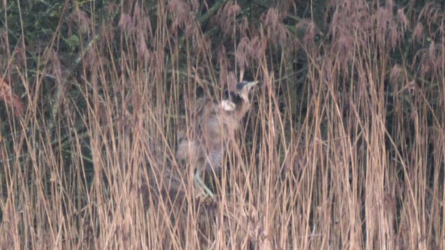 Eurasian Bittern - ML628523540