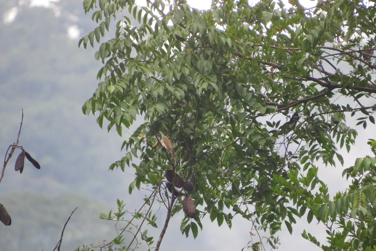 Pallid Honeyguide - ML628523623