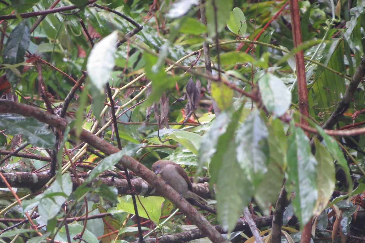 Pallid Honeyguide - ML628523624