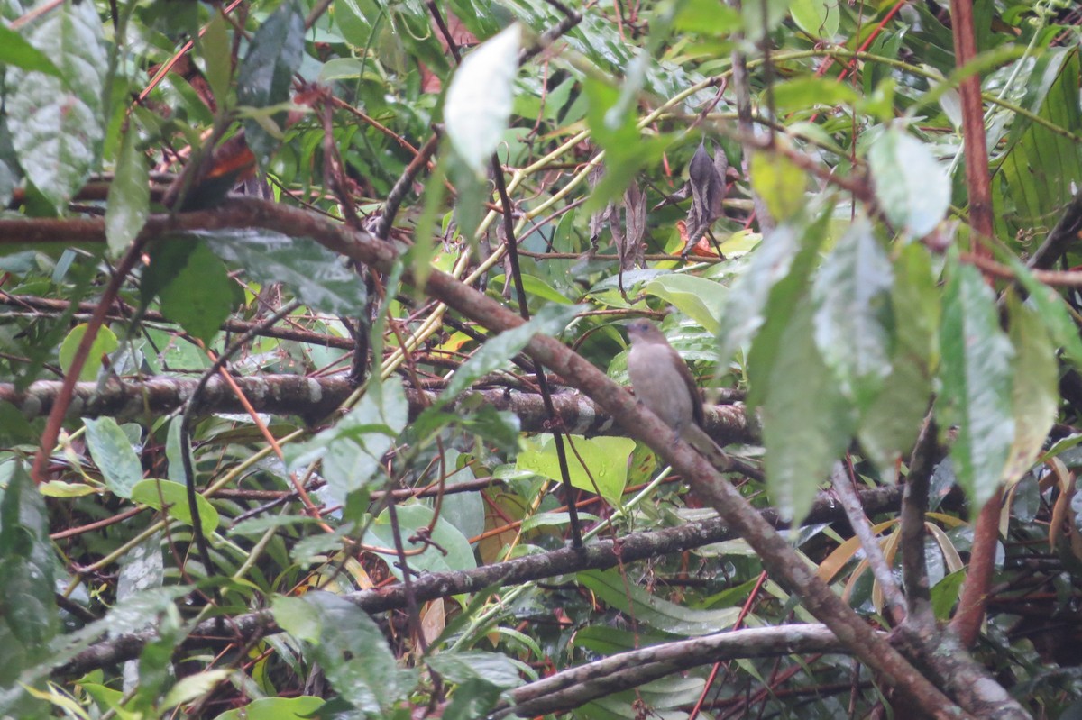 Pallid Honeyguide - ML628523625
