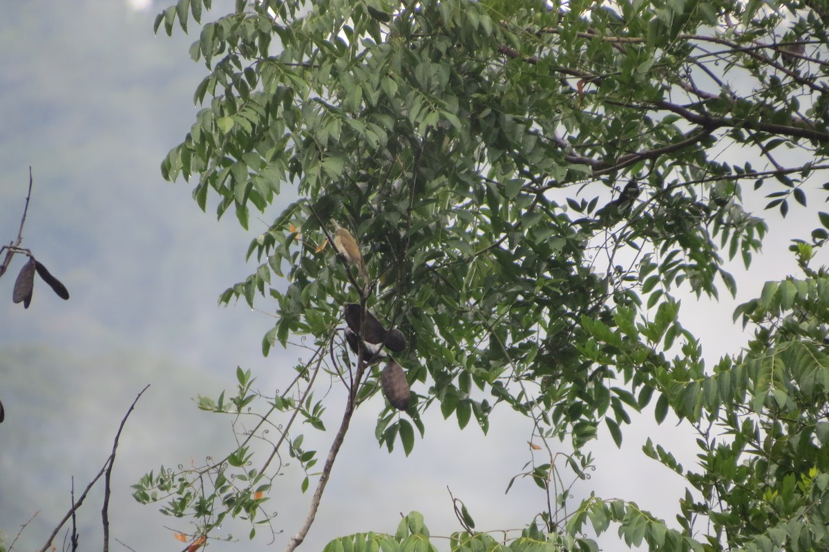 Pallid Honeyguide - ML628523626