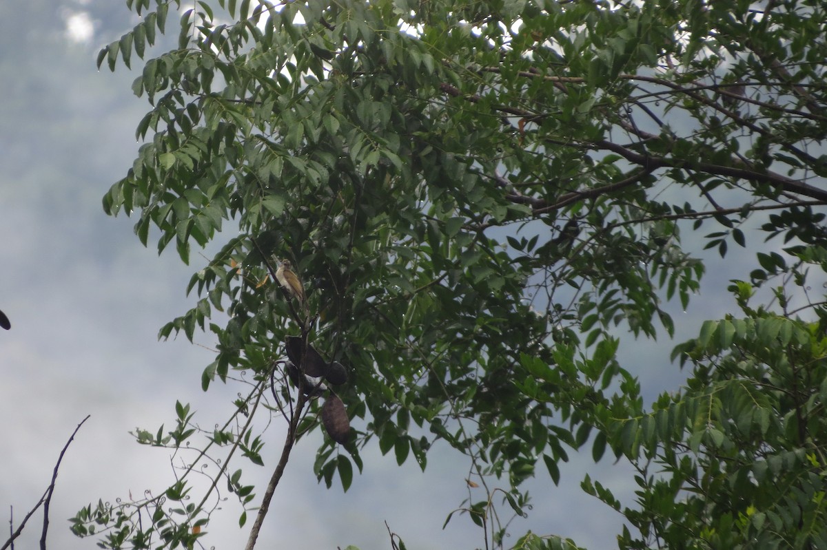 Pallid Honeyguide - ML628523627