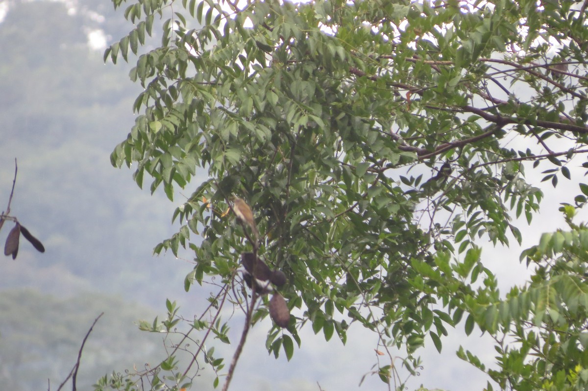 Pallid Honeyguide - ML628523628
