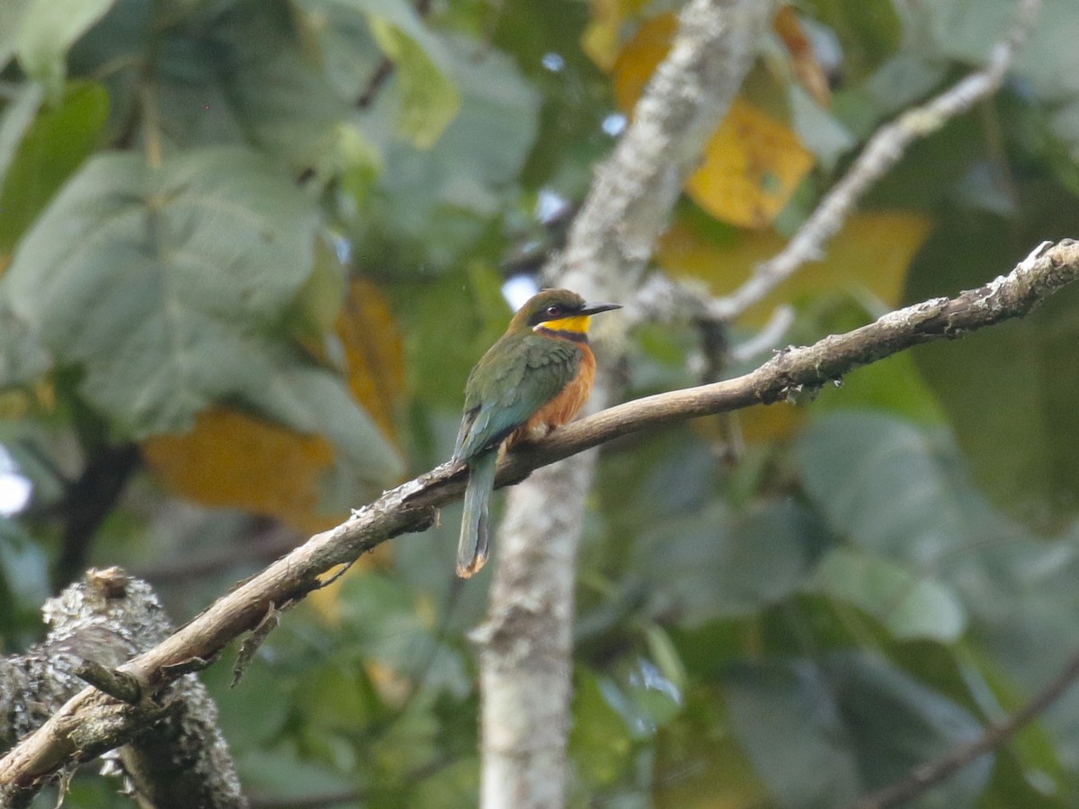 Guêpier montagnard - ML628523657