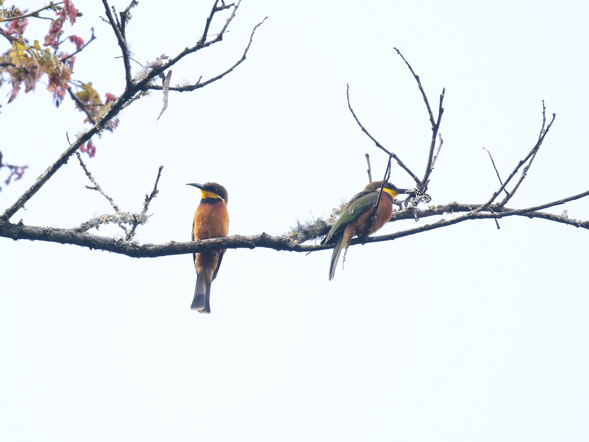 Guêpier montagnard - ML628523658