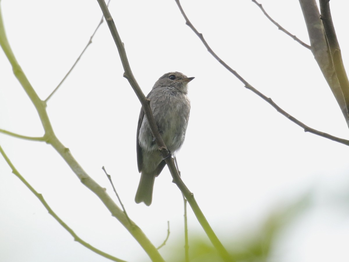 Gobemouche sombre - ML628523663