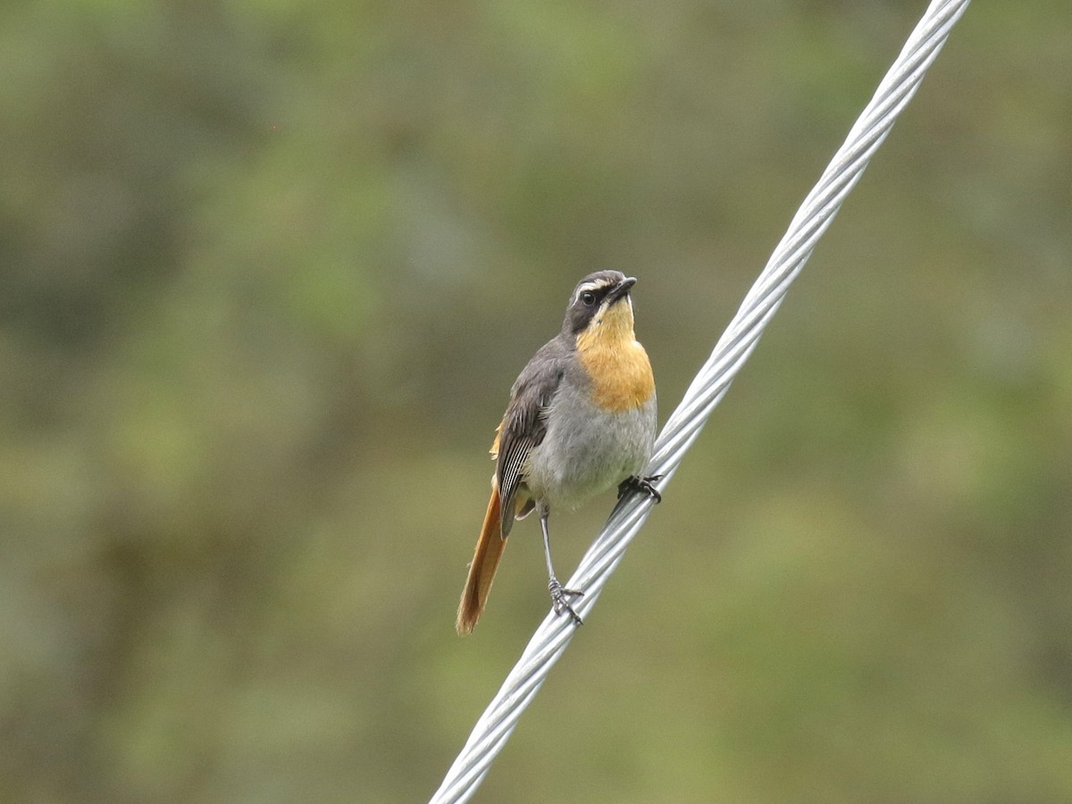 Cossyphe du Cap - ML628523665