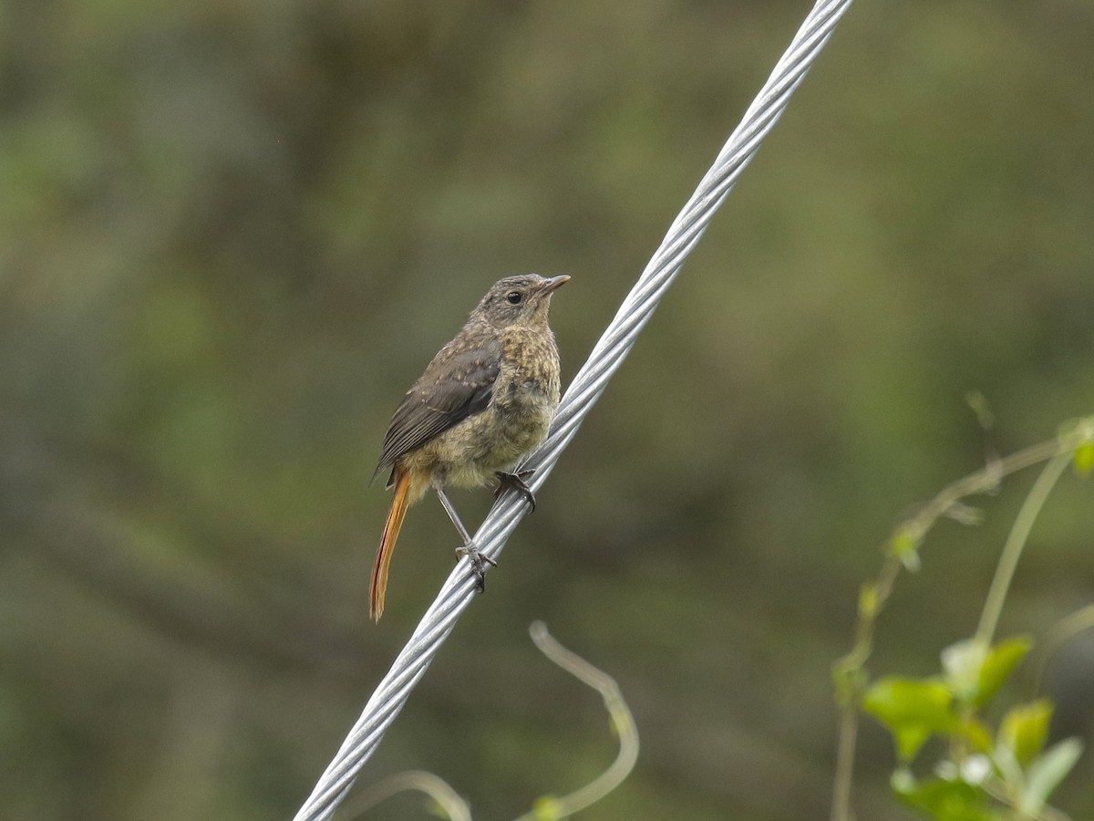 Cossyphe du Cap - ML628523666