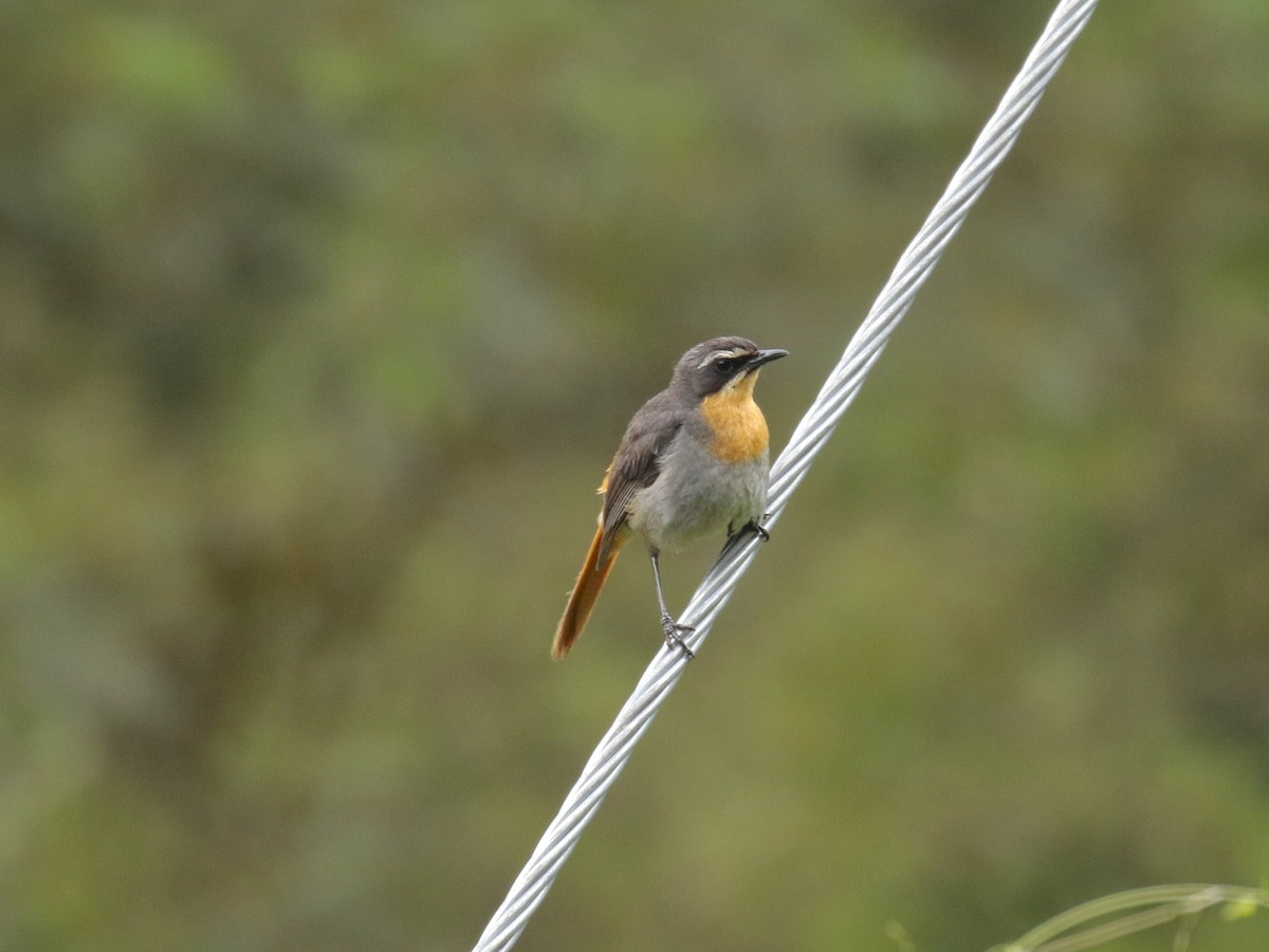 Cossyphe du Cap - ML628523667