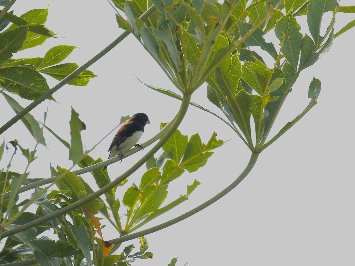 Capucin bicolore - ML628523671