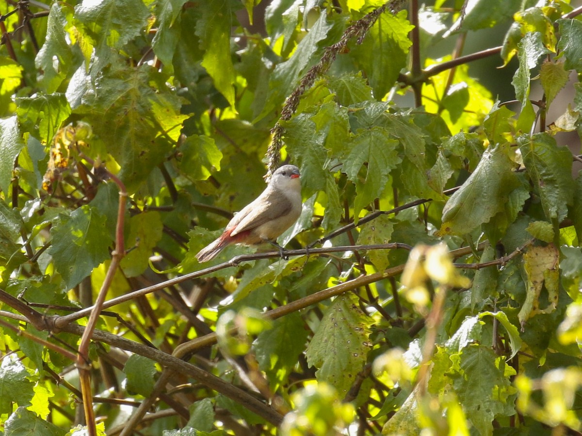 Astrild à ventre jaune - ML628523676