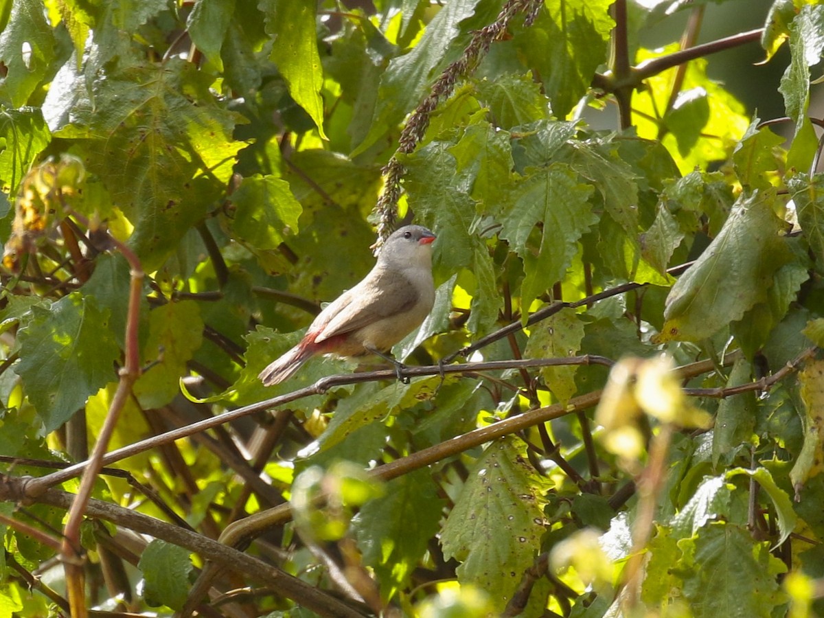 Astrild à ventre jaune - ML628523677