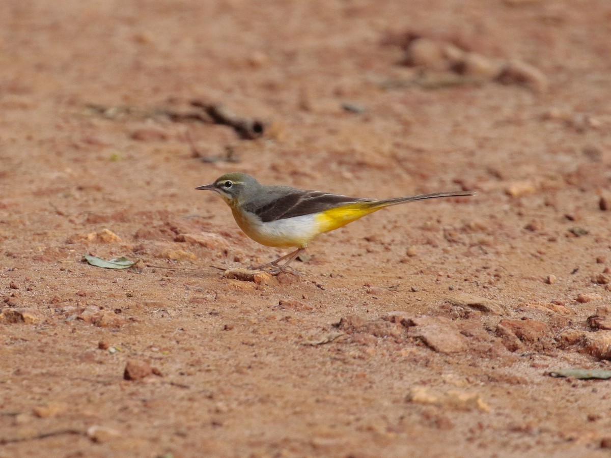 Bergeronnette des ruisseaux - ML628523678