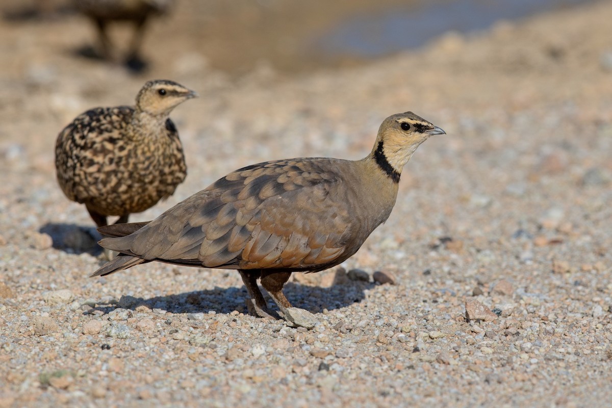 Yellow-throated Sandgrouse - ML628523715