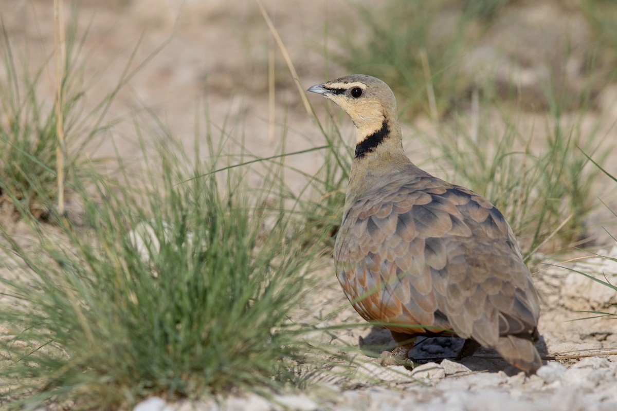 Yellow-throated Sandgrouse - ML628523716