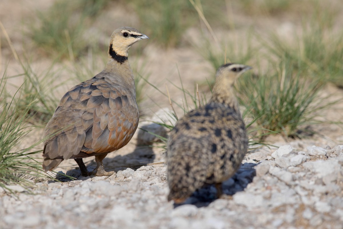 Yellow-throated Sandgrouse - ML628523717