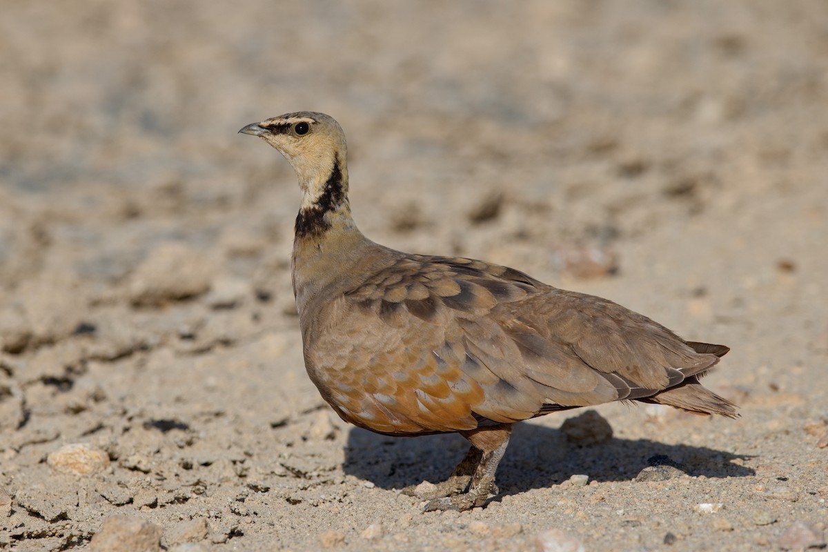 Yellow-throated Sandgrouse - ML628523718