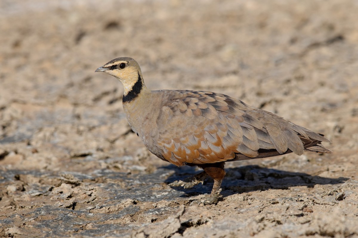 Yellow-throated Sandgrouse - ML628523719