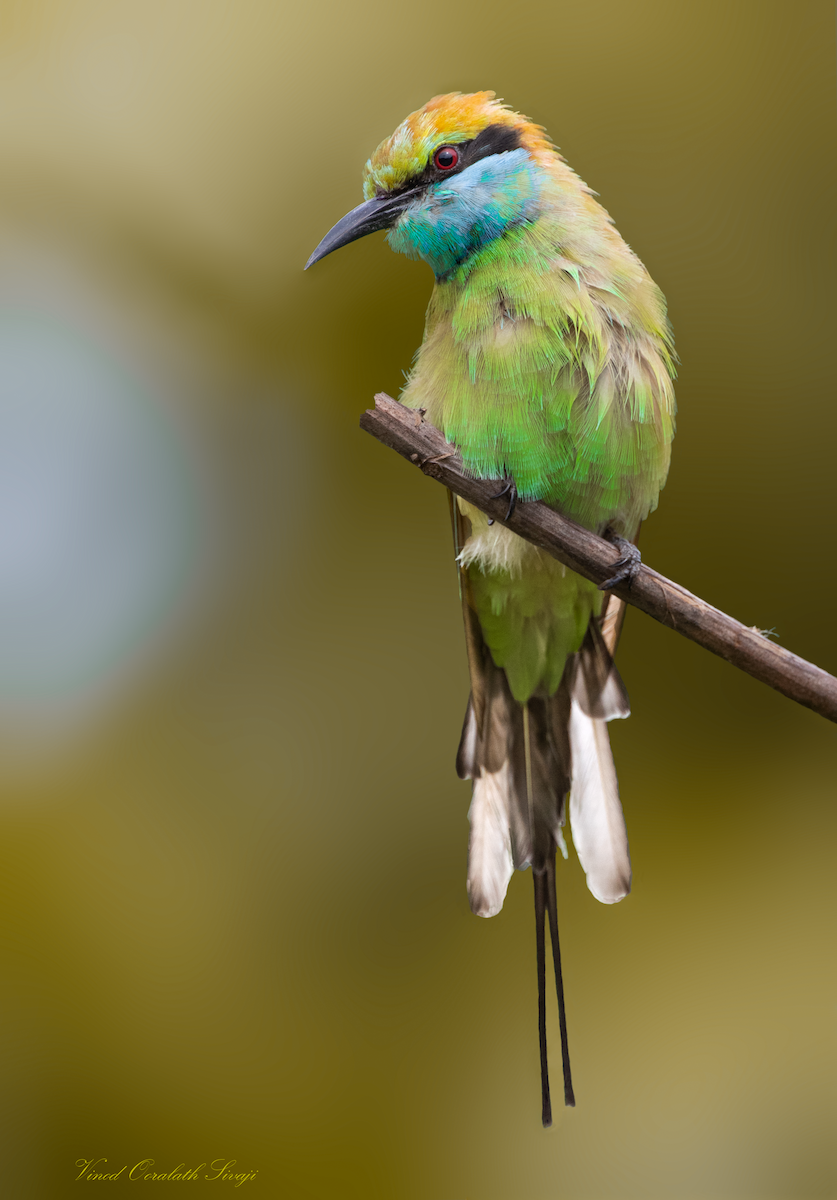 Asian Green Bee-eater - ML628524002