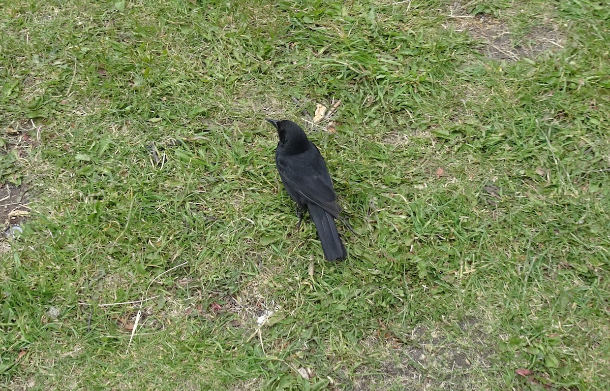 Austral Blackbird - ML628524112