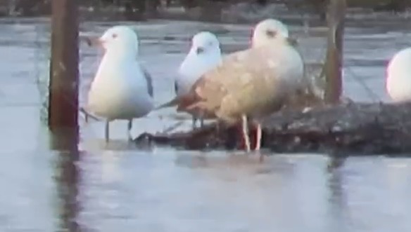 Larus sp. - ML628524139