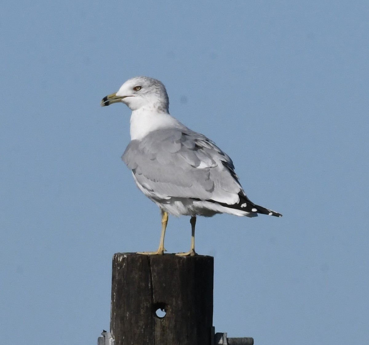 Gaviota de Delaware - ML628524366