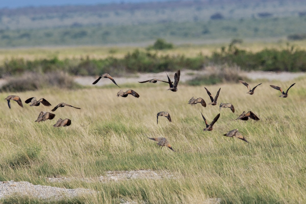 Yellow-throated Sandgrouse - ML628524371