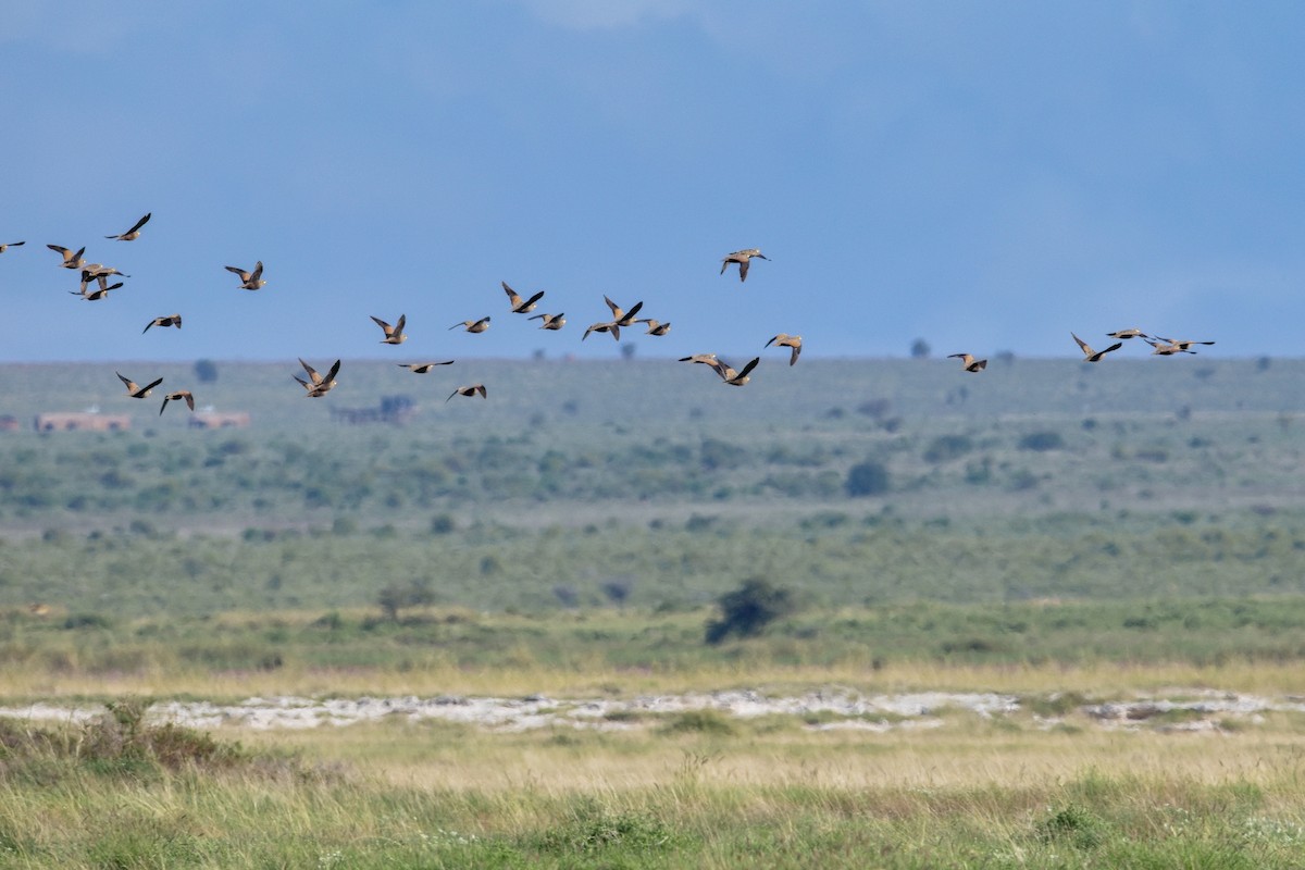 Yellow-throated Sandgrouse - ML628524372