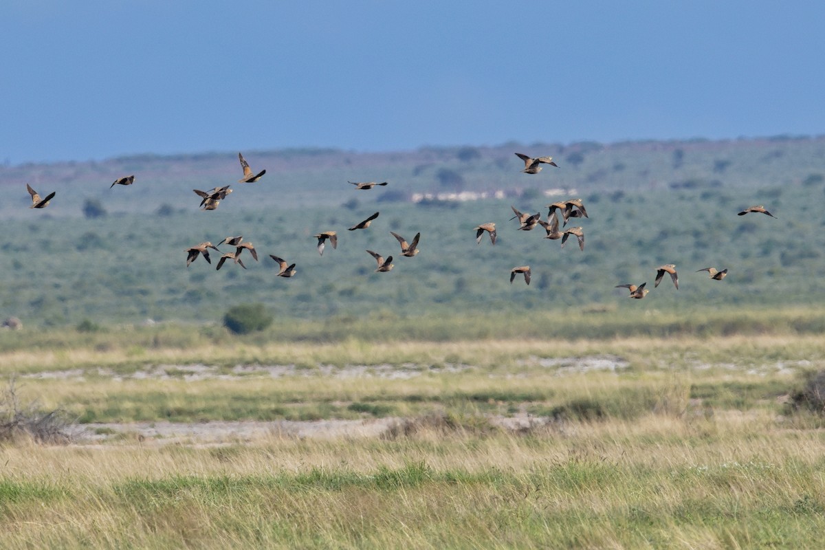 Yellow-throated Sandgrouse - ML628524373