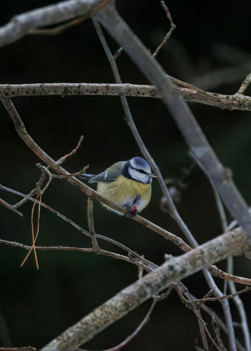 Өрнийн хөх бух - ML628524411