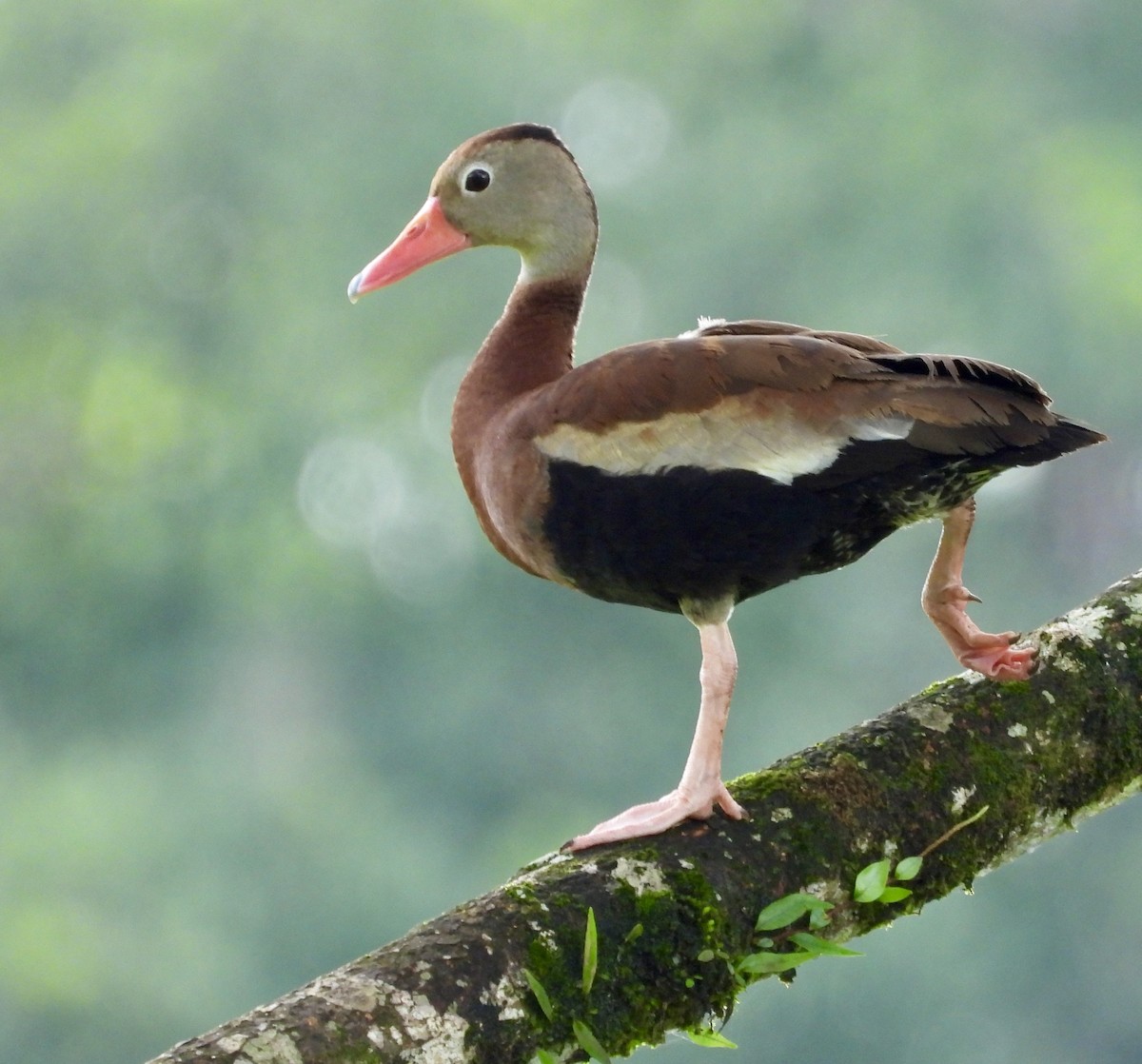 Black-bellied Whistling-Duck - ML628524417